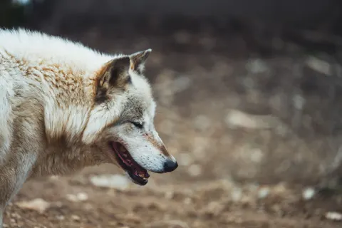 Обои Волк 4K · animals · 3840×2560