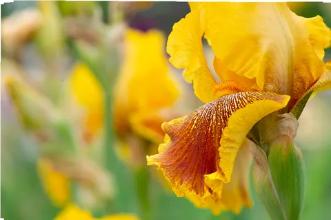 Fondo de pantalla Iris 4K · flowers · 3840×2562