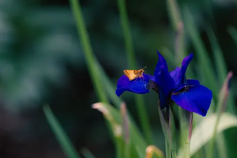 Sfondo Iris 4K · flowers · 3840×2563