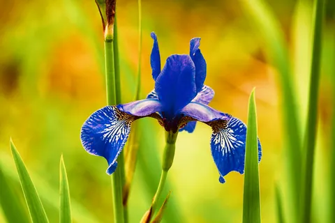 आइरिस 4K वॉलपेपर · flowers · 3840×2560