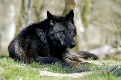 Fond d'écran Loup 4K · animals · 3840×2560