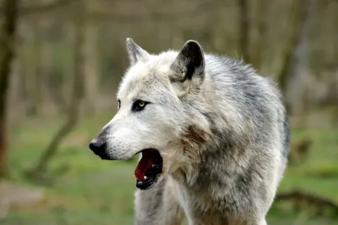 Fondo de pantalla Lobo 4K · animals · 3840×2560