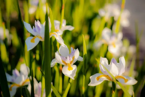 Iris 4K Wallpaper · flowers · 3840×2560