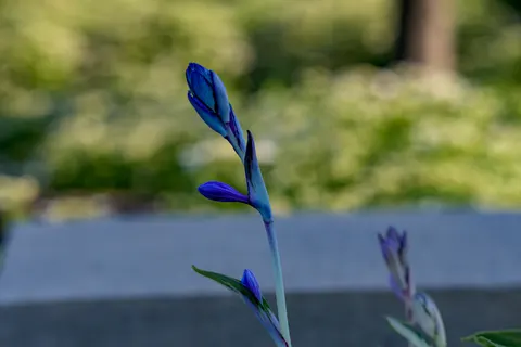 Iris 4K Wallpaper · flowers · 3840×2560