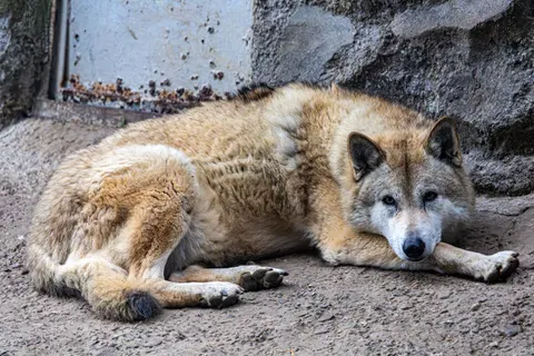 Fond d'écran Loup 4K · animals · 3840×2560