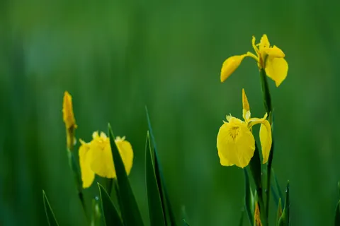 Sfondo Iris 4K · flowers · 3840×2560