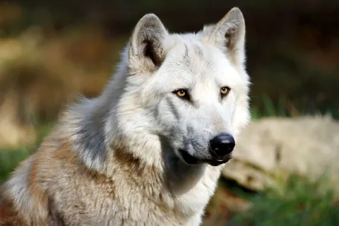 Wolf 4K Wallpaper · animals · 3840×2560