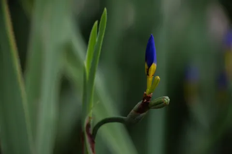 आइरिस 4K वॉलपेपर · flowers · 3840×2553