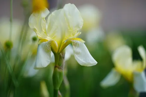خلفية زهرة السوسن بدقة 4K · flowers · 3840×2560