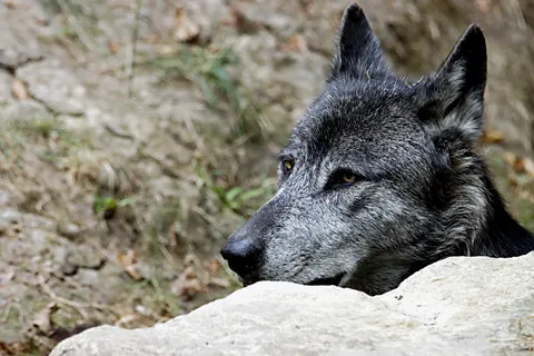 Wolf 4K Hintergrundbild · animals · 3840×2560