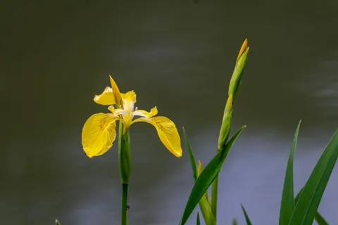 Tapeta Irys 4K · flowers · 3840×2560