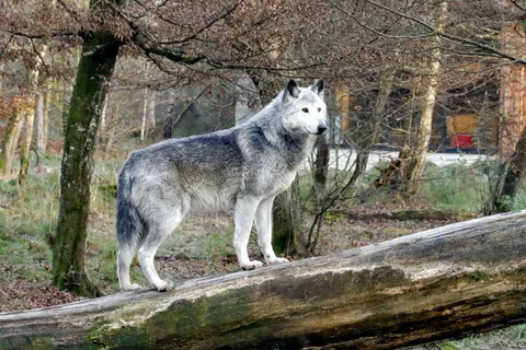 Wolf 4K Hintergrundbild · animals · 3840×2560