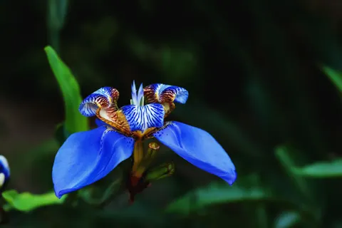 アイリス 4K壁紙 · flowers · 3840×2560