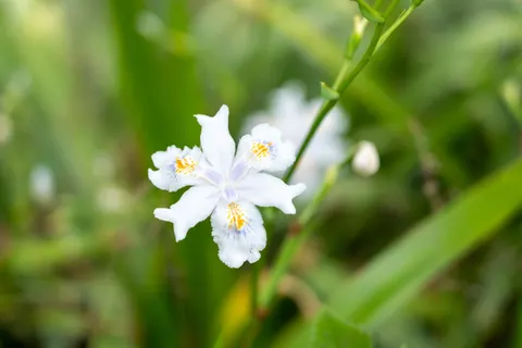 Iris 4K Wallpaper · flowers · 3840×2560
