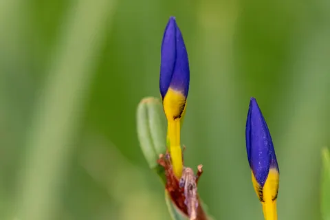 Обои Ирис 4K · flowers · 3840×2563