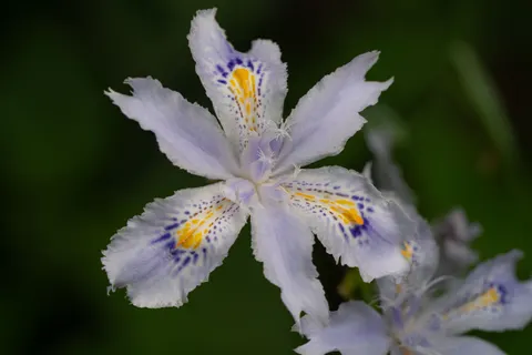Iris 4K Wallpaper · flowers · 3840×2560