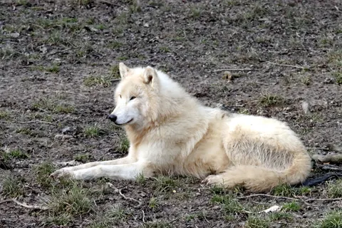 Wolf 4K Hintergrundbild · animals · 3840×2560