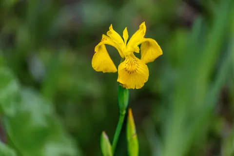आइरिस 4K वॉलपेपर · flowers · 3840×2560
