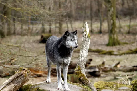 Fond d'écran Loup 4K · animals · 3840×2560