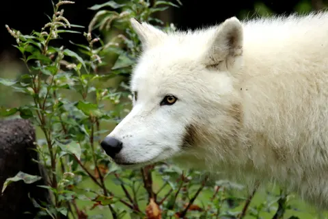 Fond d'écran Loup 4K · animals · 3840×2560