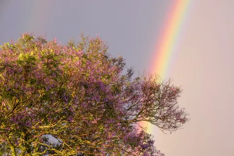 आइरिस 4K वॉलपेपर · flowers · 3840×2560
