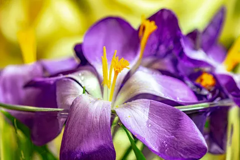 Wallpaper Bunga Iris 4K · flowers · 3840×2560