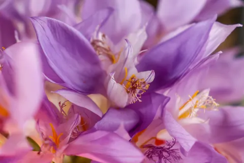 Iris 4K Wallpaper · flowers · 3840×2560