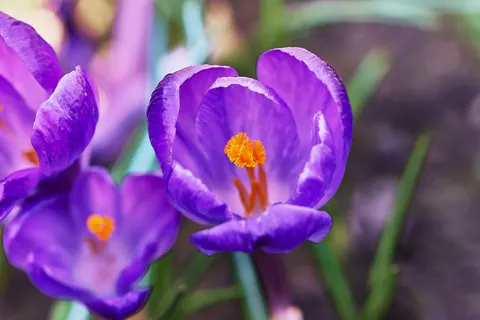 Iris 4K Hintergrundbild · flowers · 3840×2560