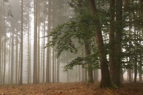 Foggy Forest 4K Wallpaper · nature · 3840×2561