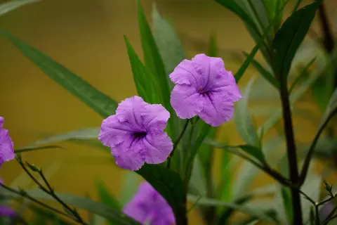 Sfondo Iris 4K · flowers · 3840×2560