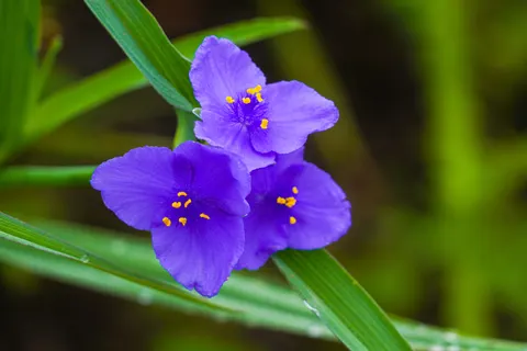 आइरिस 4K वॉलपेपर · flowers · 3840×2560