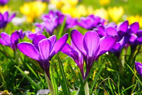 Iris 4K Wallpaper · flowers · 3840×2560