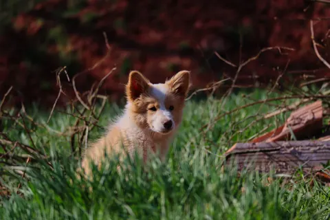 Fox 4K Wallpaper · animals · 3840×2560