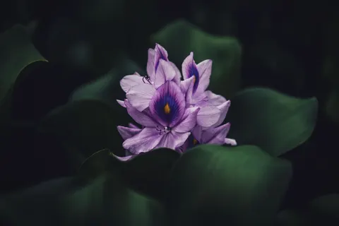 Iris 4K Wallpaper · flowers · 3840×2560