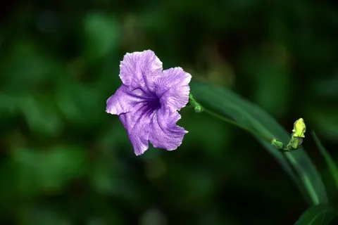 Fondo de pantalla Iris 4K · flowers · 3840×2560