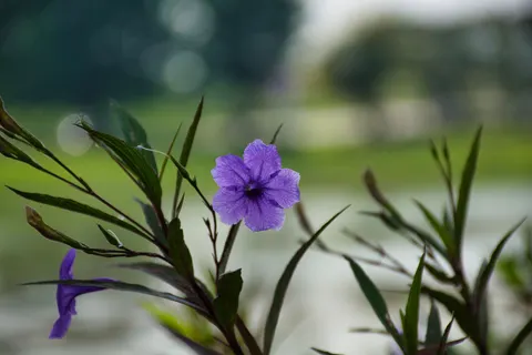 アイリス 4K壁紙 · flowers · 3840×2560