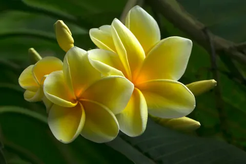 雞蛋花 4K桌布 · flowers · 3840×2560