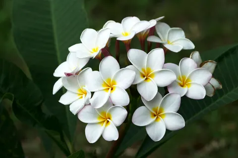 雞蛋花 4K桌布 · flowers · 3840×2560