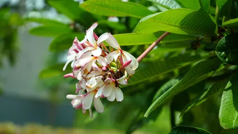 雞蛋花 4K桌布 · flowers · 3840×2161