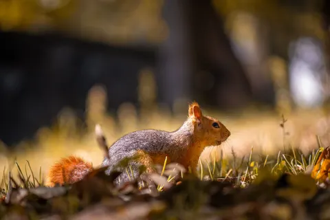 狐狸 4K壁纸 · animals · 3840×2560