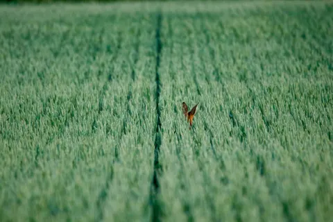 Fuchs 4K Hintergrundbild · animals · 3840×2560