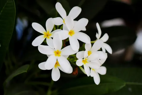 雞蛋花 4K桌布 · flowers · 3840×2560