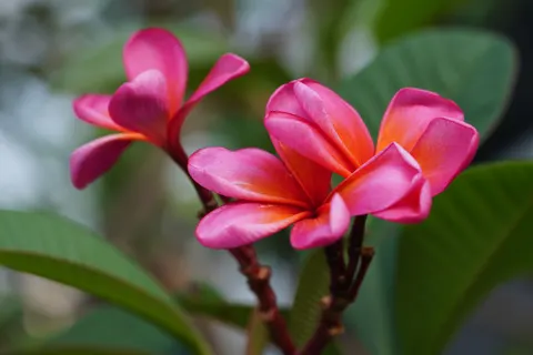 雞蛋花 4K桌布 · flowers · 3840×2561