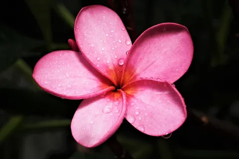 雞蛋花 4K桌布 · flowers · 3840×2560