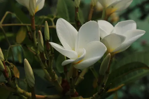 雞蛋花 4K桌布 · flowers · 3840×2560