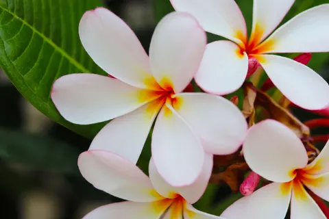 雞蛋花 4K桌布 · flowers · 3840×2560