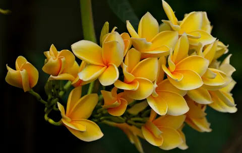 雞蛋花 4K桌布 · flowers · 3840×2442