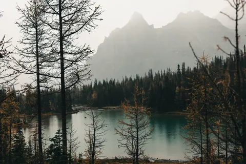 안개 낀 산호수 4K 배경화면 · nature · 3840×2561