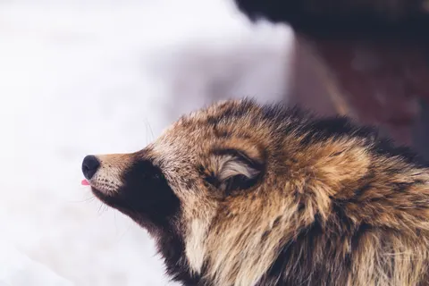 Обои Лиса 4K · animals · 3840×2560