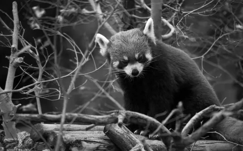 Fuchs 4K Hintergrundbild · animals · 3840×2389